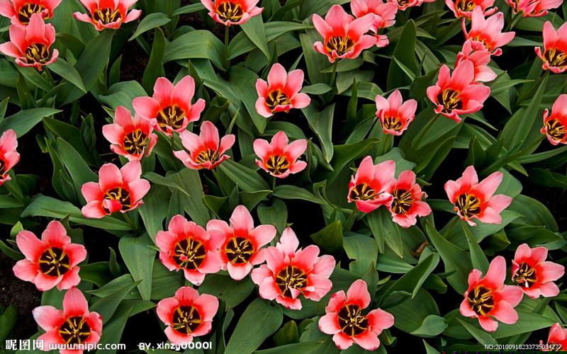 从充电到更换：悦刻烟弹的使用寿命全面解析